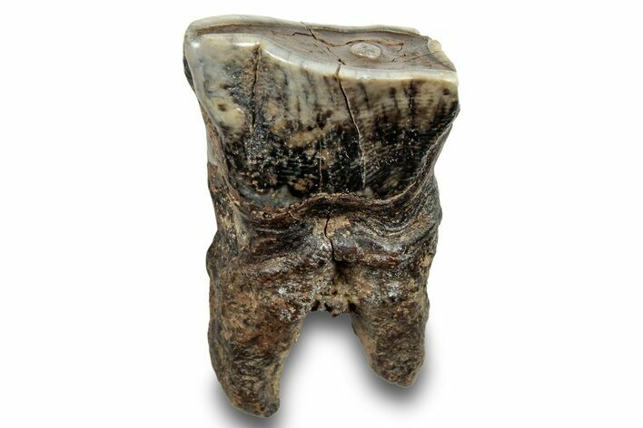 Fossil Woolly Rhino (Coelodonta) Tooth - Siberia #253950